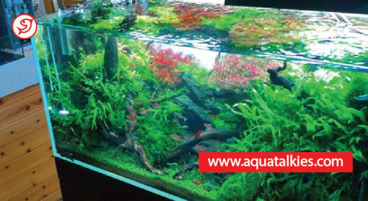 clean_plastic_aquarium_plants