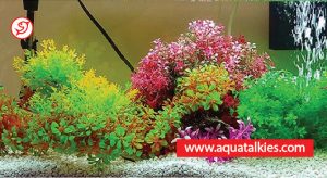 clean_plastic_aquarium_plants