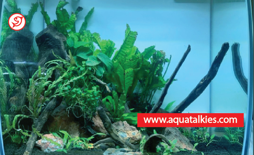 how_to_trim_aquarium_plants
