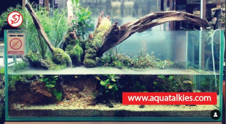 anchor_aquarium_plants