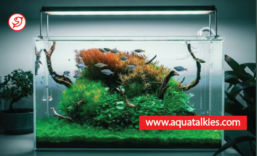anchor_Aquarium_plants